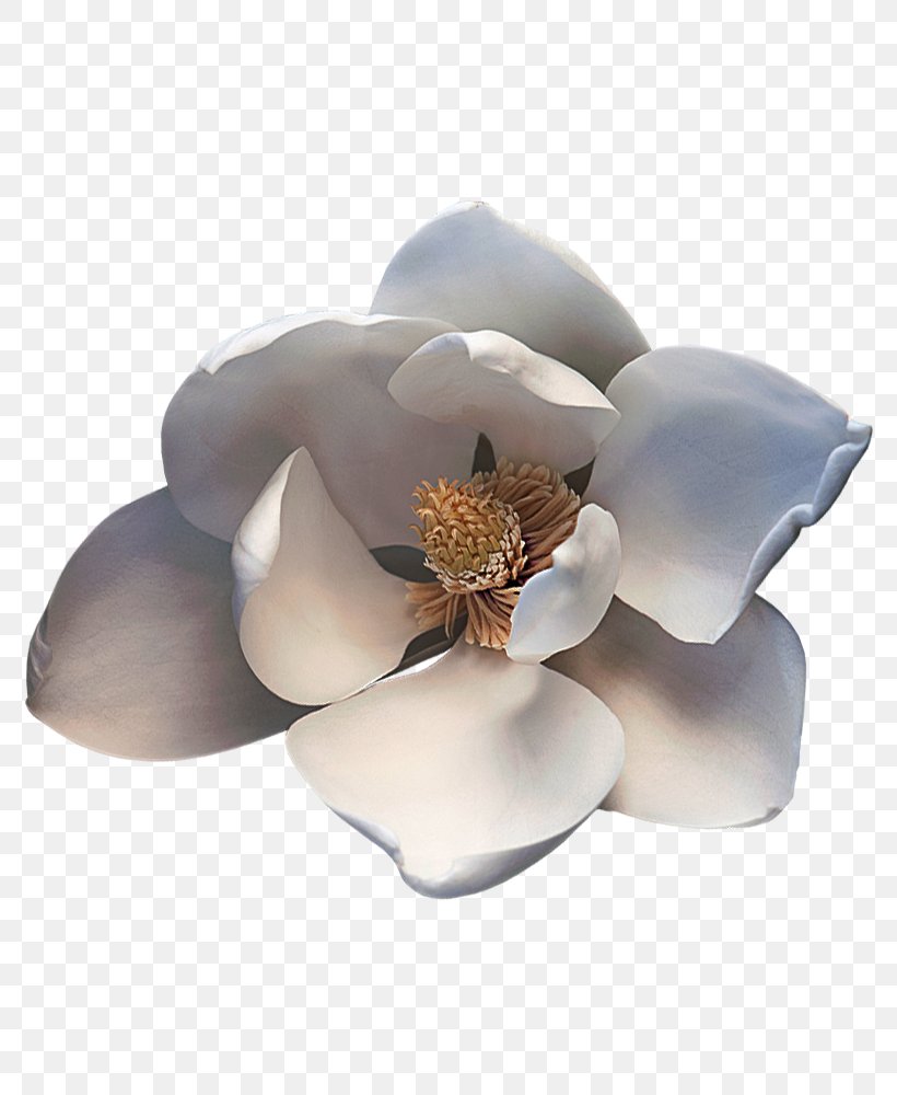 Magnoliaceae Desktop Wallpaper Perfume Plant, PNG, 800x1000px, Magnolia, Clive Christian Perfume, Clove, Cosmetics, Cut Flowers Download Free