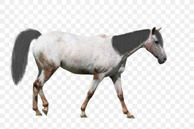 Mare Appaloosa Andalusian Horse Mustang Arabian Horse, PNG, 900x600px, Mare, American Paint Horse, Andalusian Horse, Animal Figure, Appaloosa Download Free