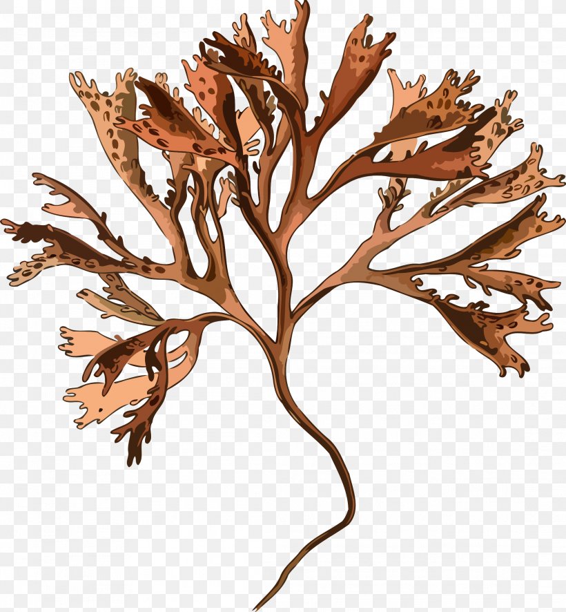 Irish Moss Plant Mastocarpus Stellatus Red Algae, PNG, 2221x2400px, Irish Moss, Agar, Algae, Branch, Carrageenan Download Free