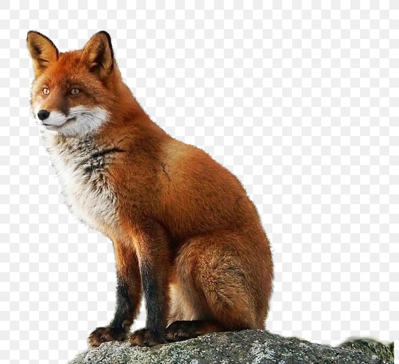 Red Fox Vulpini Arctic Fox Image, PNG, 800x749px, Red Fox, Animal, Arctic Fox, Carnivoran, Dhole Download Free