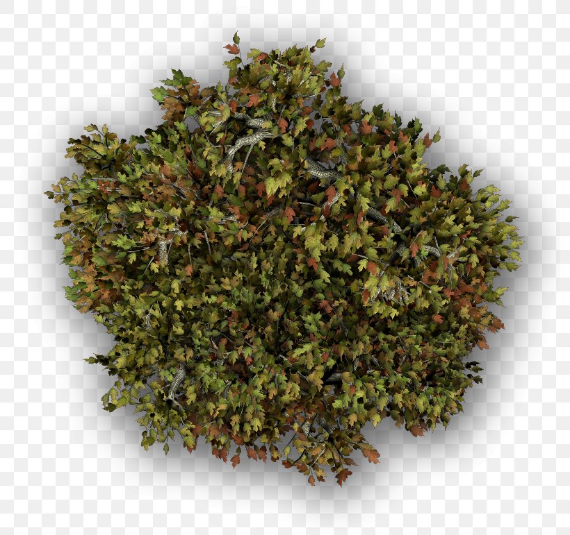 Za'atar Herb And Spice Spice Mix, PNG, 792x771px, Herb, Apple Cider Vinegar, Lemon Balm, Maple, Oregano Download Free