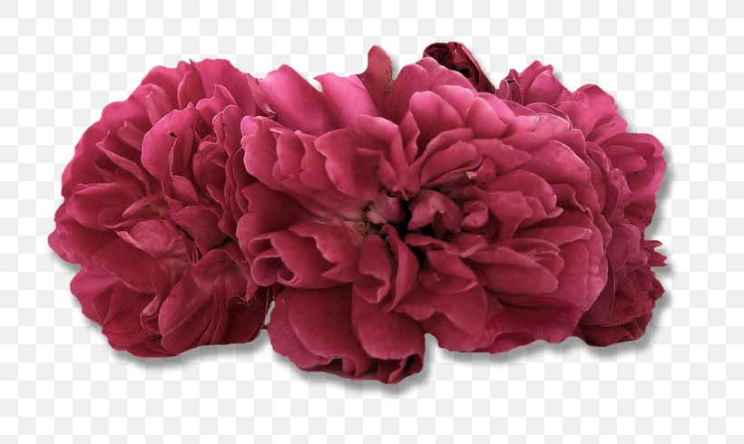 Centifolia Roses Cut Flowers Petal Damask Rose, PNG, 800x490px, Centifolia Roses, Ar Rahiim, Basmala, Cut Flowers, Damask Rose Download Free