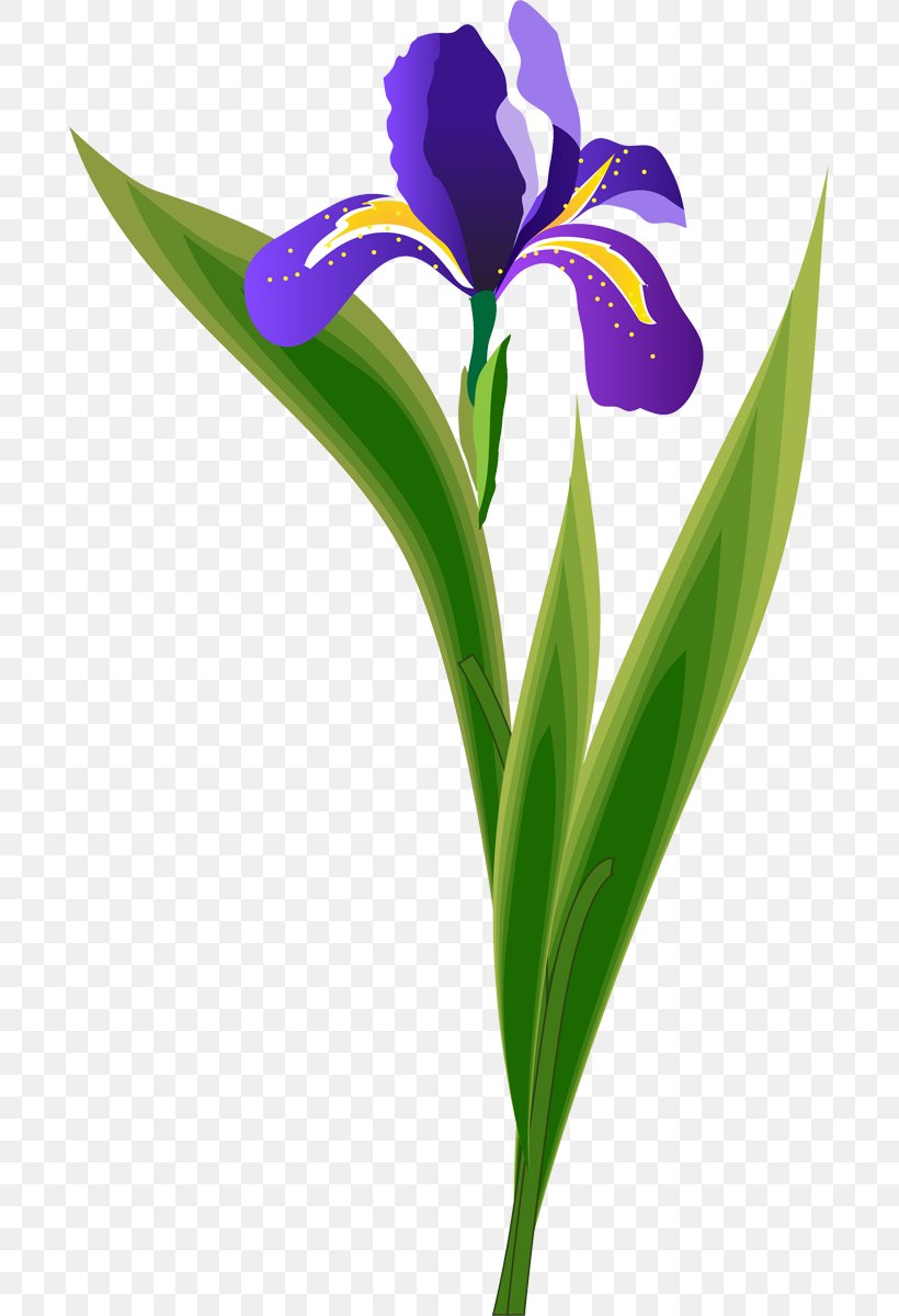 Cut Flowers Plant Stem Purple Petal, PNG, 693x1200px, Cut Flowers, Flower, Flowering Plant, Iris, Iris Family Download Free