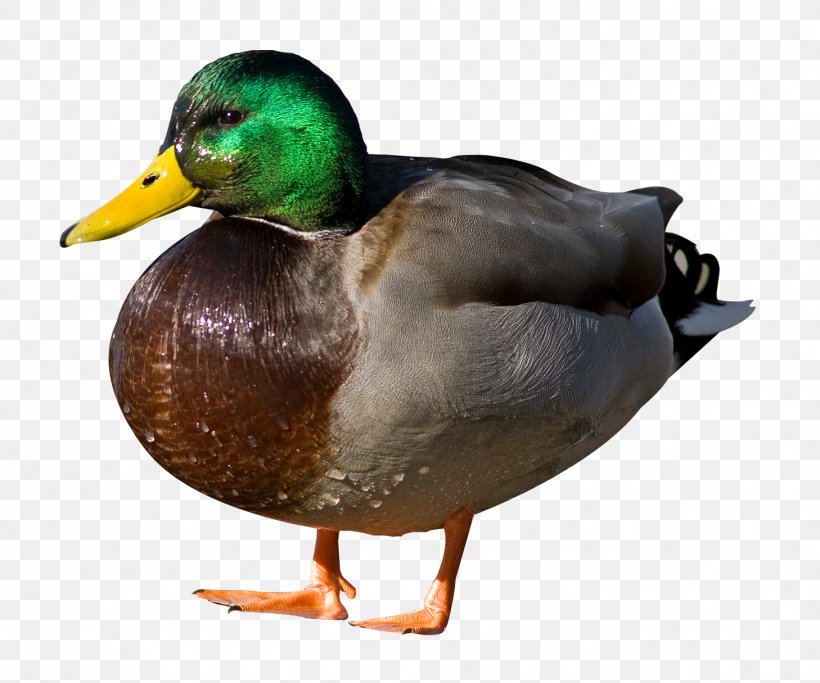 Duck Mallard Sticker, PNG, 1458x1215px, American Pekin, Animal, Beak, Bird, Duck Download Free