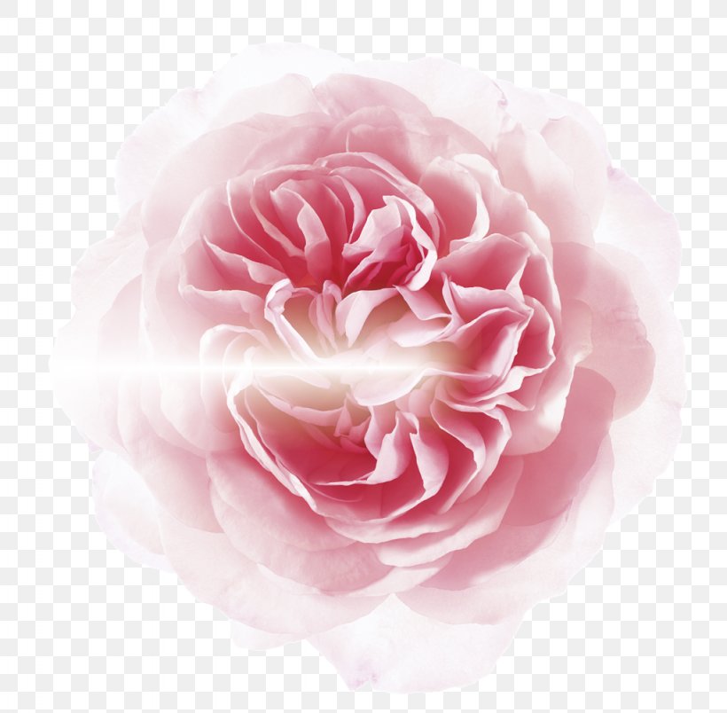 Garden Roses Cabbage Rose Floribunda Petal Flower, PNG, 1024x1005px, Garden Roses, Cabbage Rose, Camellia, Cut Flowers, Etlingera Elatior Download Free