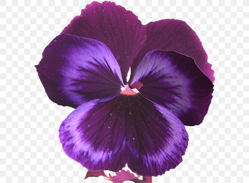 Pansy Violet Clip Art, PNG, 600x601px, Pansy, Flower, Flowering Plant, Lossless Compression, Magenta Download Free