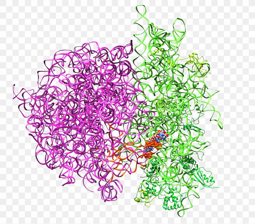 Ribosome Ribosomal RNA Protein Biosynthesis, PNG, 3000x2640px, Ribosome, Amoeba, Aquarium Decor, Bacteria, Biosynthesis Download Free