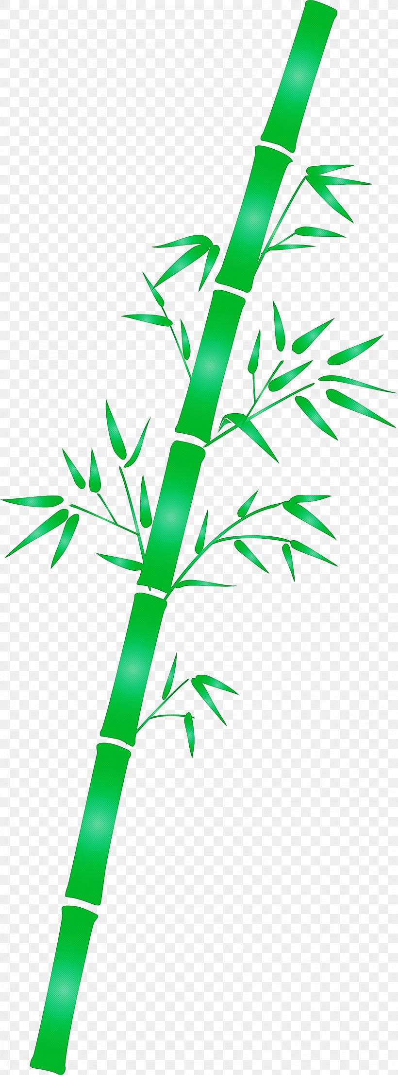 Bamboo Leaf, PNG, 1586x4277px, Bamboo, Branch, Grass, Green, Leaf Download Free
