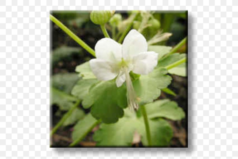 Bigroot Geranium Perennial Plant Bugleherb Ornamental Plant, PNG, 600x548px, Perennial Plant, Aegopodium Podagraria, Broadleaved Tree, Bugleherb, Bugleweed Download Free