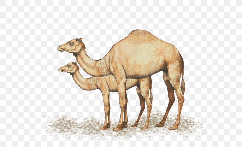 Dromedary T-shirt Ornament CafePress Design, PNG, 600x500px, Dromedary, Animal, Arabian Camel, Cafepress, Camel Download Free