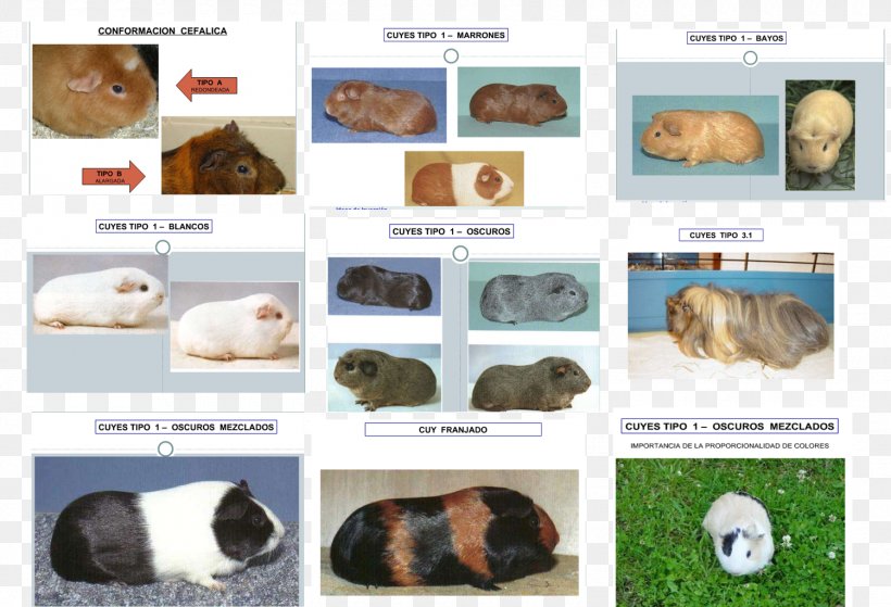 Guinea Pig Rodent Pet Cavies Species, PNG, 1500x1023px, Guinea Pig, Animal, Cavia, Cavies, Color Download Free