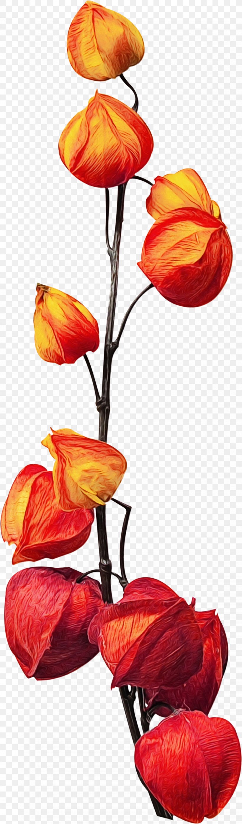 Red Watercolor Flowers, PNG, 868x2954px, Watercolor, Anthurium, Bud, Coquelicot, Cut Flowers Download Free