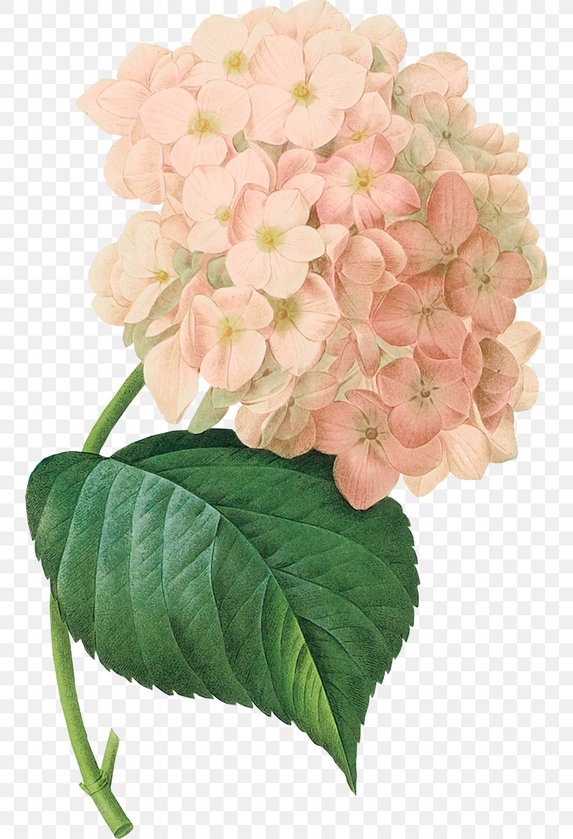 French Hydrangea Botanical Illustration Art Botany, PNG, 747x1200px, French Hydrangea, Art, Botanical Illustration, Botany, Canvas Download Free