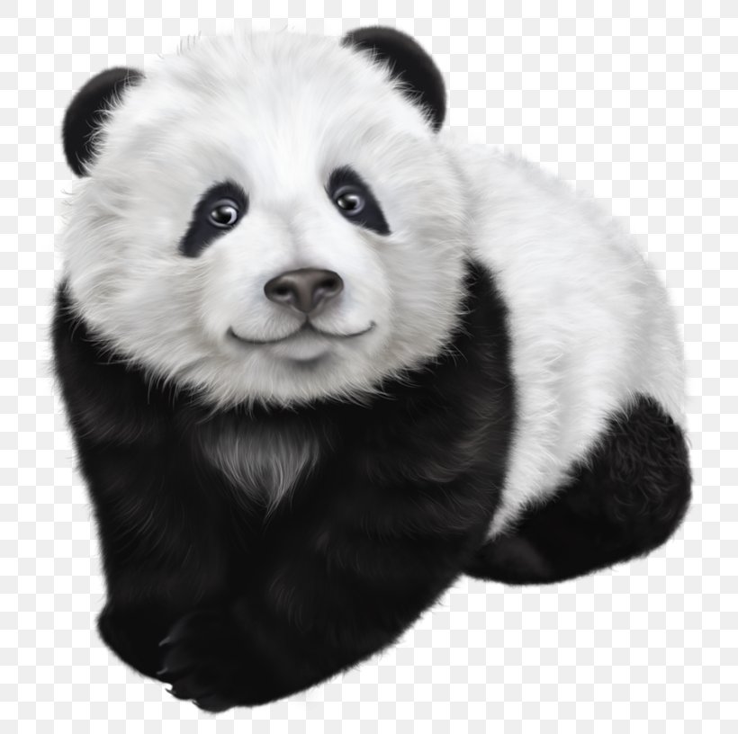 Giant Panda Drawing Illustration, PNG, 763x816px, Giant Panda, Animal, Bear, Black And White, Cuteness Download Free