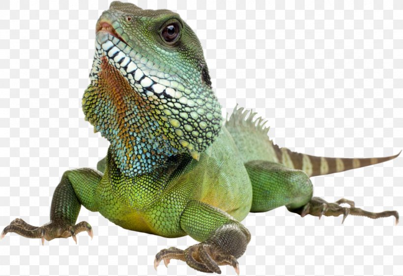 Green Iguana Lizard Reptile, PNG, 1024x702px, Bouvier Des Flandres, Agamidae, Animal, Bearded Dragons, Central Bearded Dragon Download Free