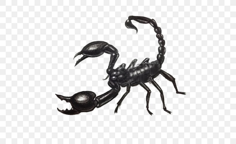 Scorpion Drawing Scorpio Maurus Painting, PNG, 500x500px, Scorpion, Arthropod, Drawing, Invertebrate, Organism Download Free