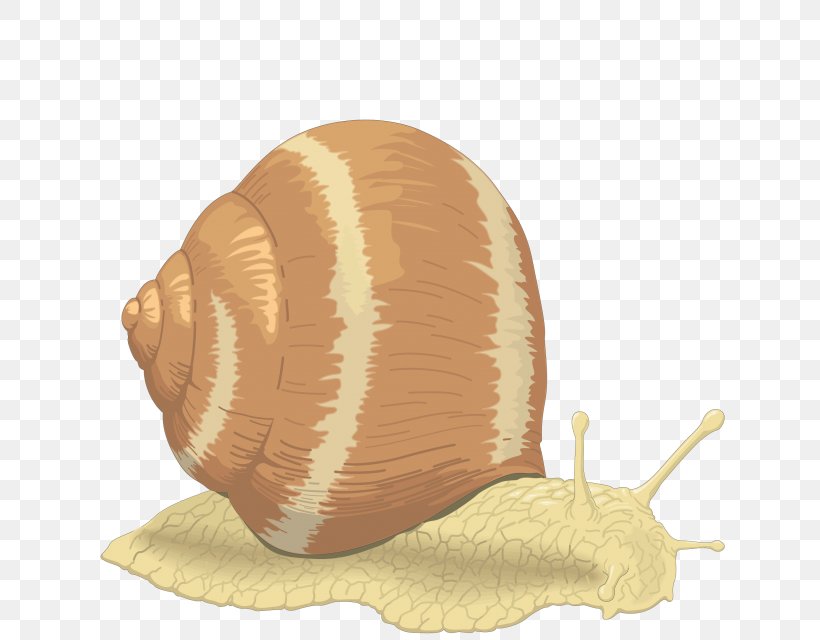Sea Snail Seashell Clip Art, PNG, 640x640px, Sea Snail, Ampullariidae, Freshwater Snail, Gastropod Shell, Gastropods Download Free