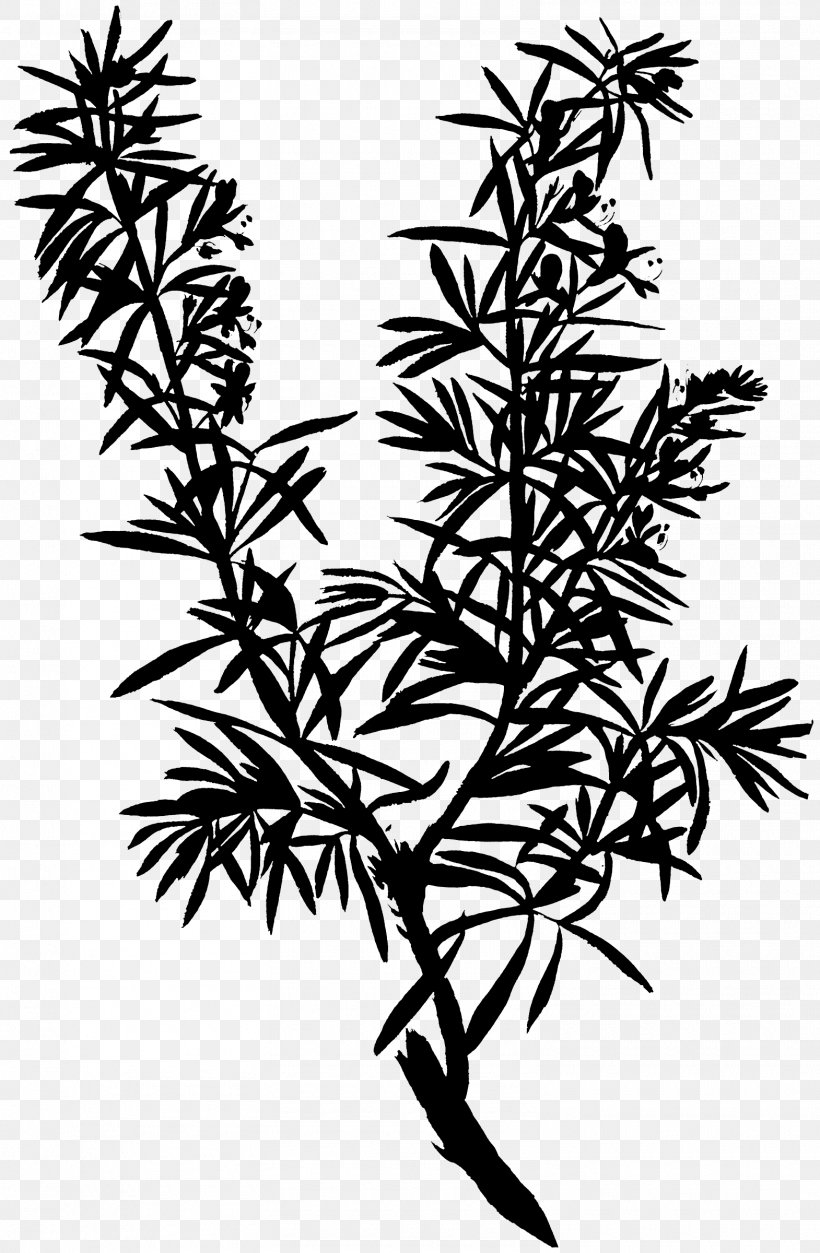Twig Plant Stem Flower Leaf Line, PNG, 1570x2400px, Twig, American Larch, Botany, Branch, Flower Download Free