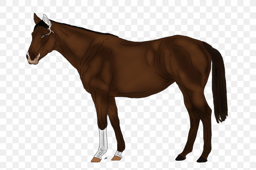 American Quarter Horse Missouri Fox Trotter Mare Stallion American Paint Horse, PNG, 1024x683px, American Quarter Horse, American Paint Horse, Animal Figure, Appaloosa, Breed Download Free