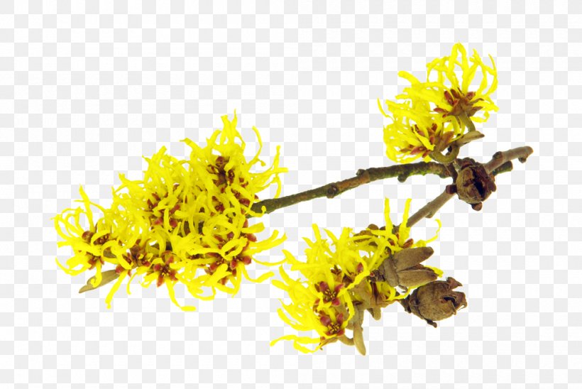 Astringent American Witch-hazel Herbal Distillate Hybrid Witch Hazel, PNG, 1000x669px, Astringent, Branch, Essential Oil, Flora, Flower Download Free