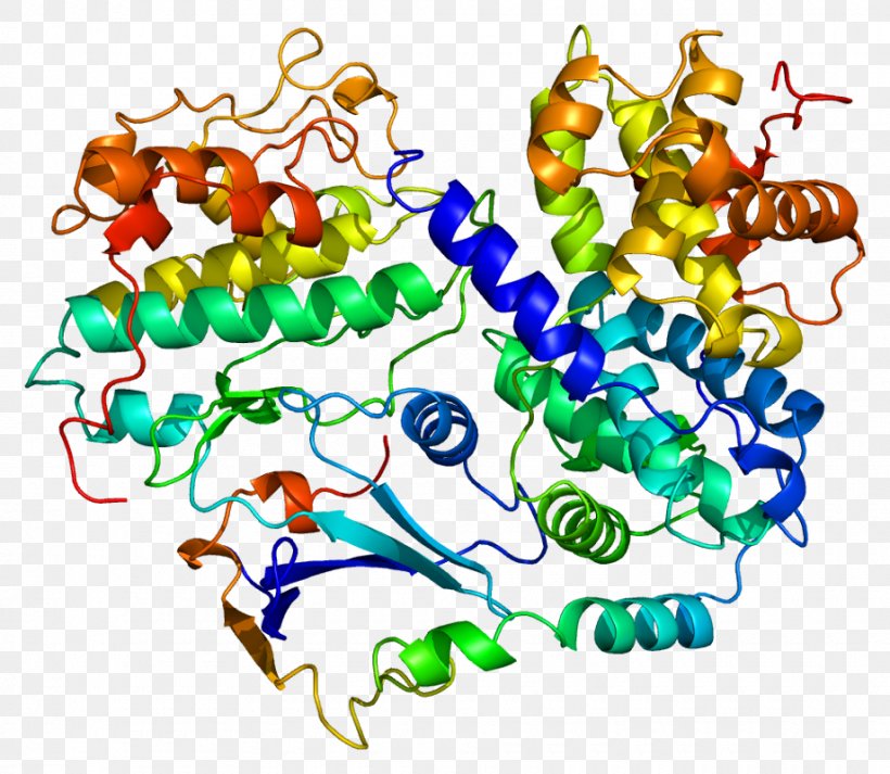 CDKN1B Cyclin-dependent Kinase Cell Cycle Protein, PNG, 920x801px, Cyclindependent Kinase, Area, Art, Artwork, Body Jewelry Download Free
