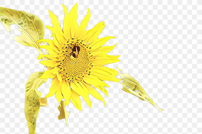 Sunflower, PNG, 2448x1632px, Sunflower, Dandelion, Flower, Petal, Plant Download Free