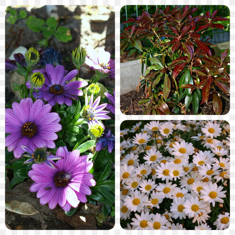 Chrysanthemum Annual Plant Groundcover Violet Wildflower, PNG, 1024x1024px, Chrysanthemum, Annual Plant, Aster, Chrysanths, Daisy Family Download Free