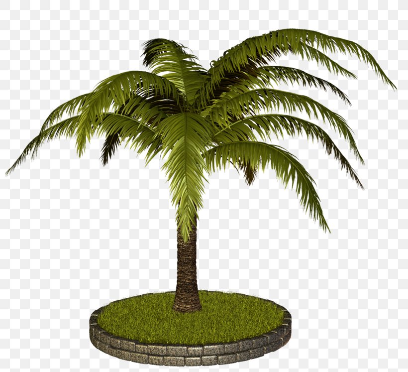 Coconut Arecaceae Tree Clip Art, PNG, 800x747px, Coconut, Arecaceae, Arecales, Date Palm, Flowerpot Download Free