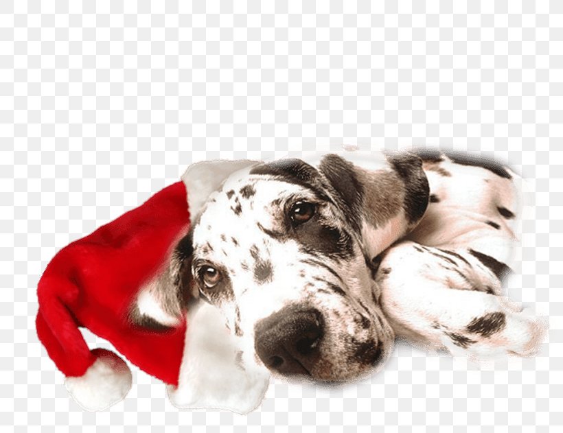 Great Dane Cane Corso Dalmatian Dog Neapolitan Mastiff Veterinarian, PNG, 810x631px, Great Dane, Animal, Beaver, Cane Corso, Carnivoran Download Free