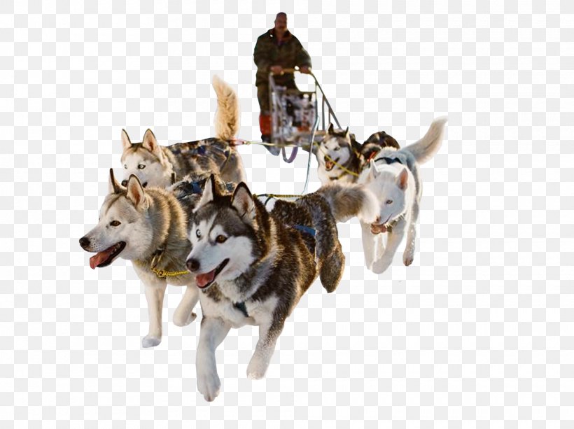 Siberian Husky Dog Sled Sled Dog Mushing, PNG, 1920x1437px, Siberian Husky, Alaskan Malamute, Canadian Eskimo Dog, Carnivoran, Czechoslovakian Wolfdog Download Free