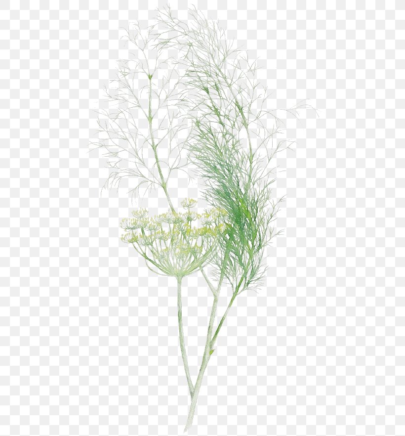 Grass Plant Leaf Grass Family White Pine, PNG, 500x882px, Watercolor, Branch, Dill, Flower, Grass Download Free