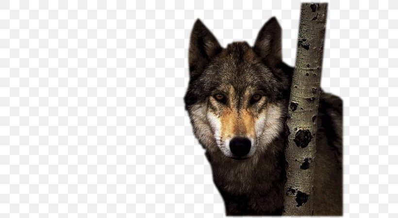 Lone Wolf Savage Urges Desktop Wallpaper IPhone 6 Wallpaper, PNG, 600x450px, Lone Wolf, Animal, Arctic Wolf, Carnivoran, Coyote Download Free