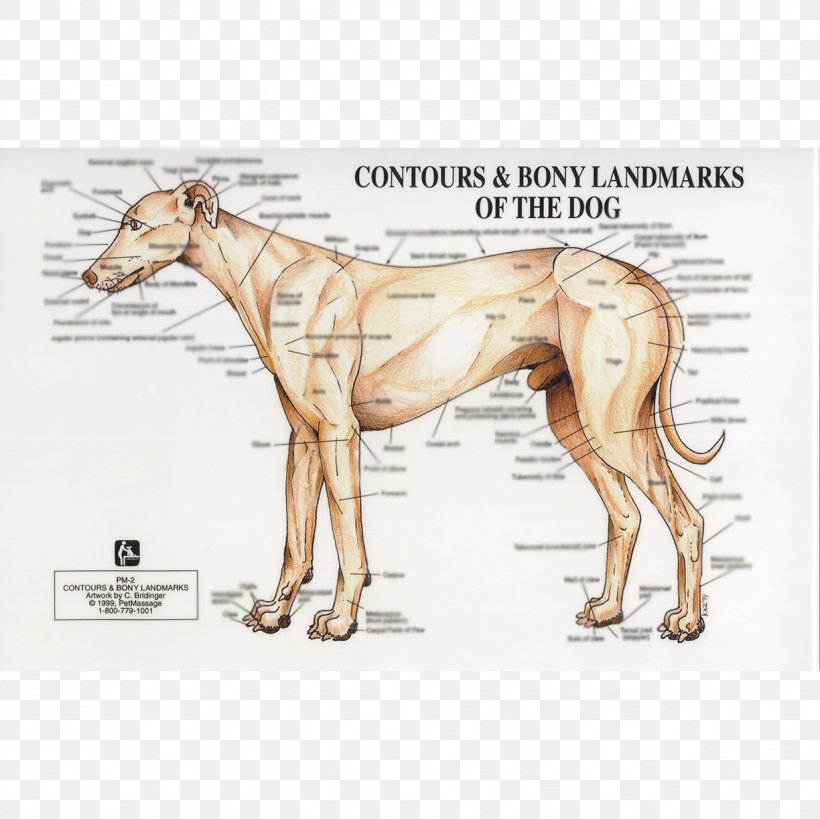 Whippet Italian Greyhound Spanish Greyhound Sloughi, PNG, 1224x1224px, Whippet, Anatomia Animal, Anatomy, Animal, Bone Download Free