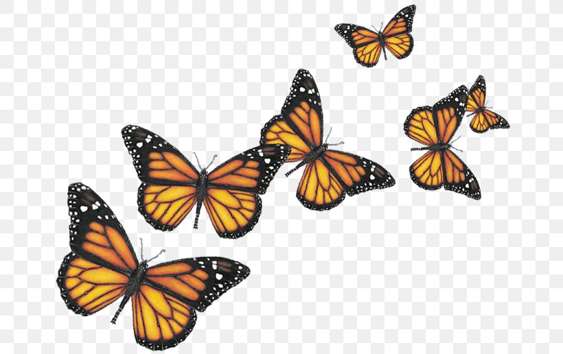 Butterfly Clip Art, PNG, 680x516px, Butterfly, Arthropod, Brush Footed Butterfly, Channel, Flying Butterfly Download Free