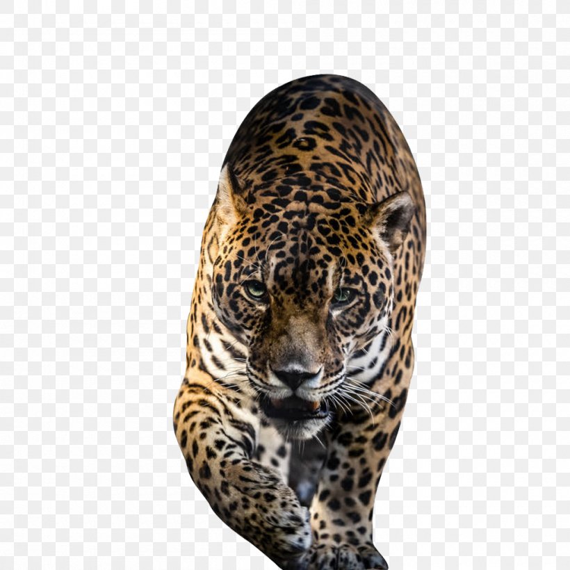 Jaguar Jigsaw Puzzle Leopard Tiger, PNG, 1000x1000px, Jaguar, Big Cat, Big Cats, Carnivoran, Cat Like Mammal Download Free