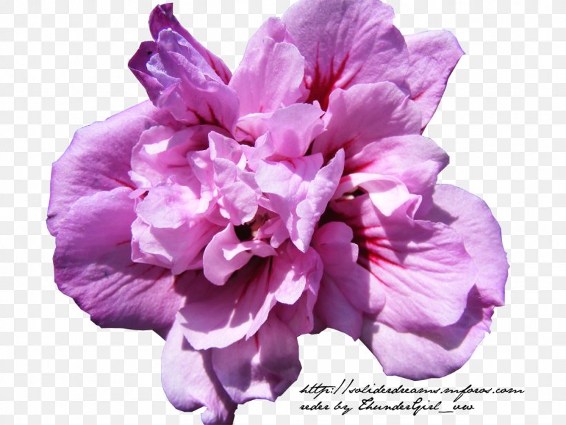 Mallows Lilac Hibiscus Violet Azalea, PNG, 1024x768px, Mallows, Azalea, Flower, Flowering Plant, Herbaceous Plant Download Free