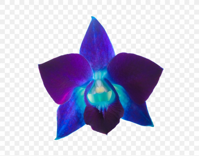 Orchids Violet Purple Color, PNG, 1557x1220px, Orchids, Blue, Cobalt Blue, Color, Flower Download Free