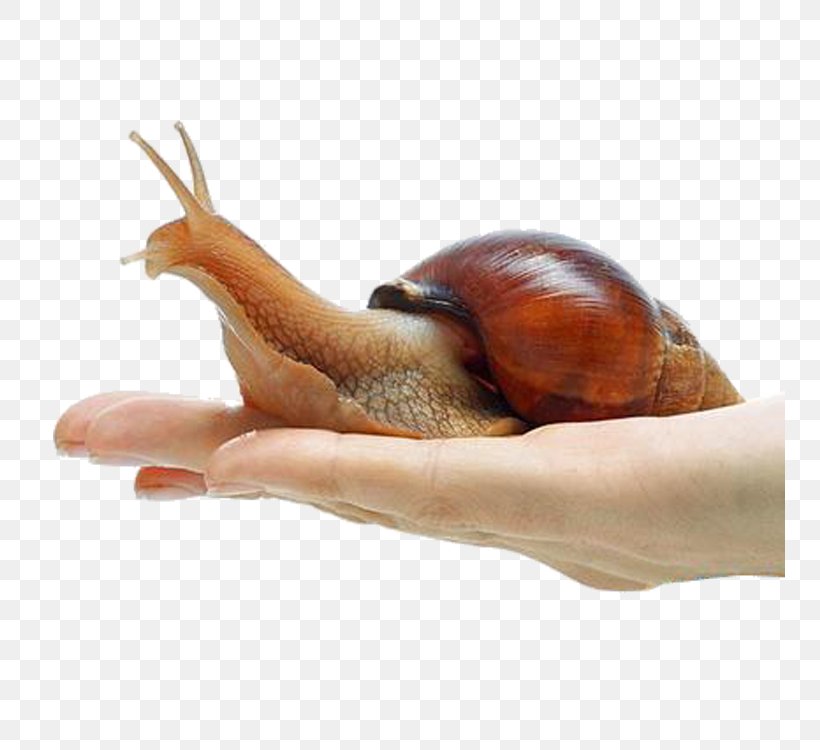 Giant African Snail Achatina Achatina Orthogastropoda Land Snail, PNG, 750x750px, Giant African Snail, Achatina, Achatina Achatina, Ampullariidae, Animal Download Free