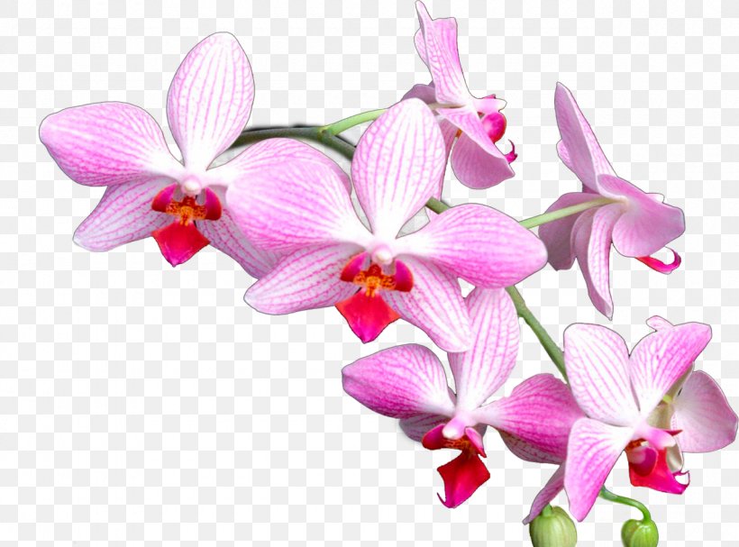 Orchid, PNG, 1280x949px, Orchids, Cattleya, Computer Graphics, Cut Flowers, Dendrobium Download Free