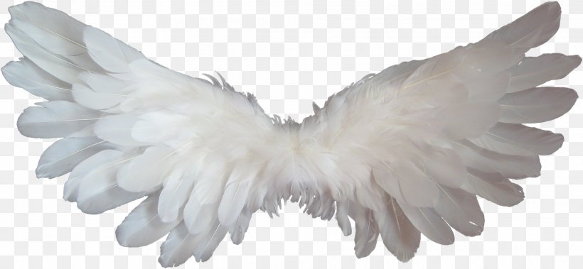 Angel Heaven Clip Art, PNG, 1920x888px, Angel, Beak, Bird Of Prey, Fallen Angel, Feather Download Free