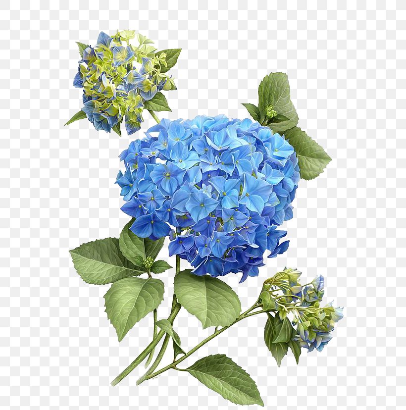 French Hydrangea Botanical Illustration Flower Painting, PNG, 675x828px, French Hydrangea, Art, Blue, Botanical Illustration, Botany Download Free