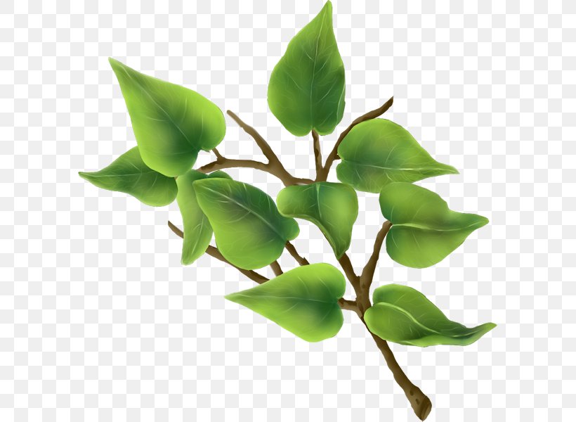Leaf Plant Stem Herb, PNG, 597x600px, Leaf, Branch, Herb, Plant, Plant Stem Download Free