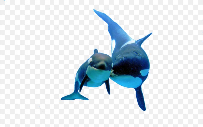 Shark Killer Whale, PNG, 2560x1600px, Shark, Beak, Blue, Blue Whale, Cobalt Blue Download Free