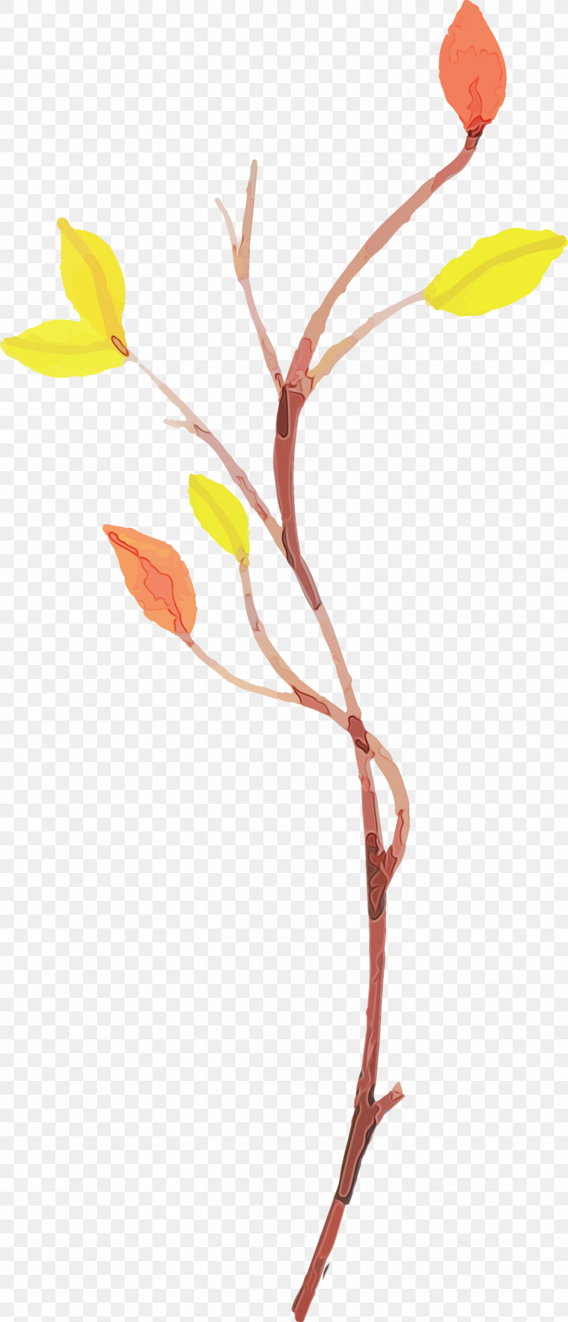 Twig Plant Stem Leaf Petal Line, PNG, 1289x3000px, Watercolor Autumn, Flower, Leaf, Line, Paint Download Free