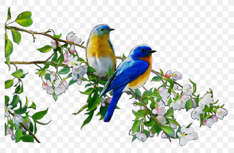 Bluebird Branch Blank Beak Tree Free Greetings Blank TFG89002 Finches, PNG, 1635x1071px, Beak, Bird, Bluebird, Bluebird Systems Inc, Bluebirds Download Free