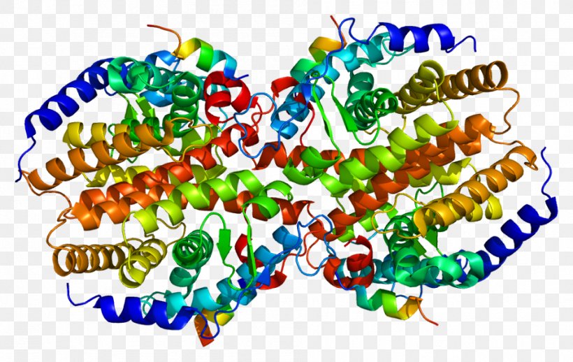 Constitutive Androstane Receptor Nuclear Receptor Protein, PNG, 951x601px, Nuclear Receptor, Activator, Agonist, Androstane, Androsterone Download Free