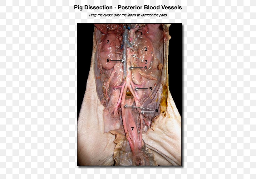 Fetal Pig Blood Vessel Dissection Anatomy, PNG, 600x575px, Watercolor, Cartoon, Flower, Frame, Heart Download Free