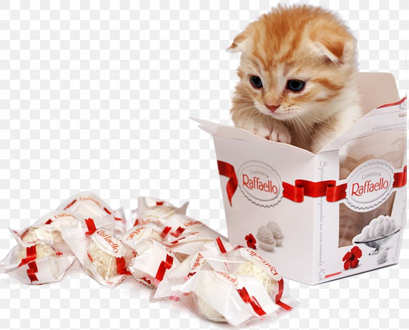 Kitten Turkish Van Puppy Van Cat Raffaello, PNG, 1919x1552px, Kitten, Animal, Breed, Candy, Cat Download Free