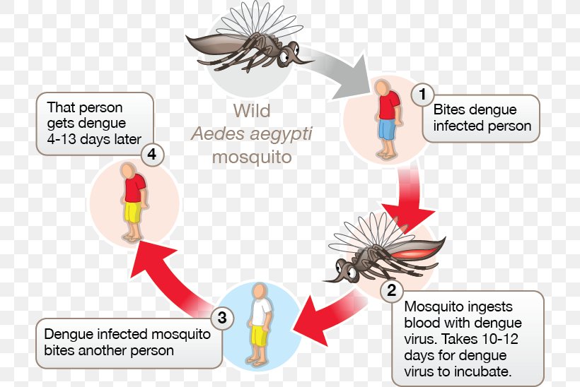 Mosquito-borne Disease Dengue Virus Tropical Disease, PNG, 720x548px, Watercolor, Cartoon, Flower, Frame, Heart Download Free
