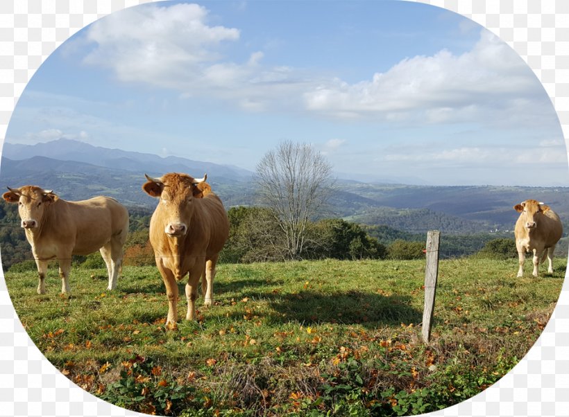 Dairy Cattle Bagnères-de-Bigorre Restaurant Auberge De L' Arros, PNG, 952x700px, Dairy Cattle, Arros, Cattle, Cattle Like Mammal, Cow Download Free